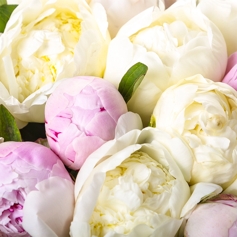 Букет из 21 нежного пиона